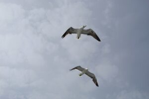 Backyard Birds Identification and Behavior