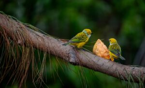 Birds in Myth and Culture