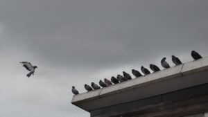 Birds in Myth and Legend