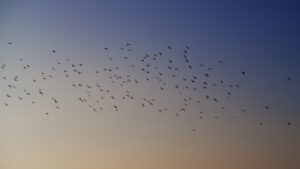 Birds of Prey Hunters of the Sky