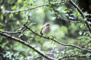 Birds of the World A Visual Encyclopedia
