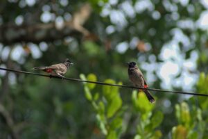 Feathered Friends Birds Around Us