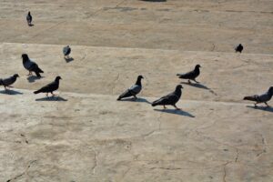 Feathered Friends Stories from the Aviary