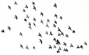 Feathers and Flight How Birds Defy Gravity