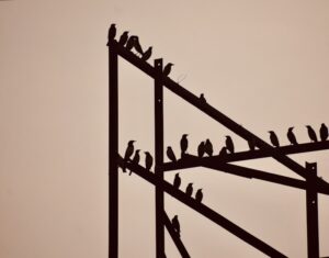 From Egg to Eagle The Life Cycle of Birds
