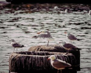 In the Company of Birds A Naturalist's Reflections