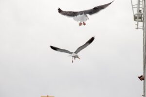 Migration Mysteries The Journey of Birds
