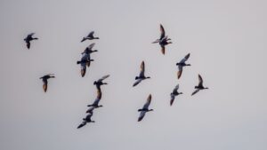 Shorebirds The Coastal Wanderers