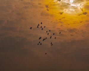 Sky Dancers The Acrobatics of Birds in Flight