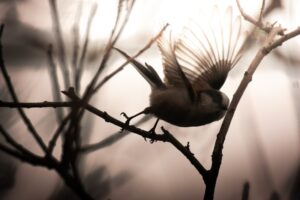 Songbirds and Silence A Tale of Vanishing Species