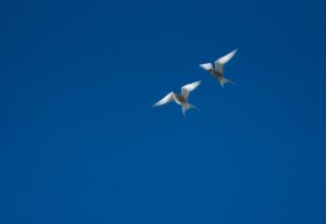 The Art of Bird Photography