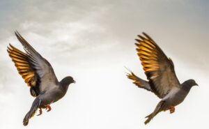 The Art of Birdwatching