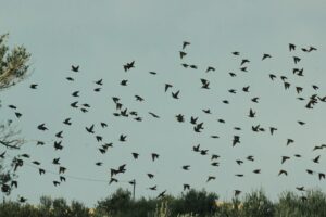 The Art of Birdwatching