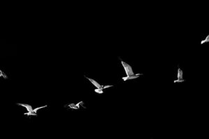 The Backyard Birdwatcher’s Guide