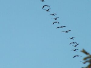 The Birdwatcher's Yearbook