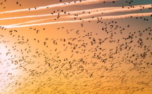 The Evolution of Birds From Dinosaurs to Doves