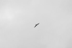 The Evolution of Birds From Dinosaurs to Sky