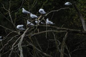 The Evolution of Flight in Birds