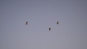 The Language of Birds