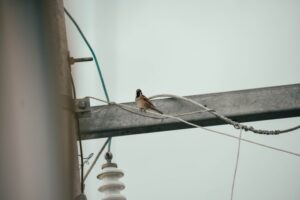 The Language of Birds Communication in the Avian World