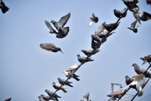 The Nesting Habits of Birds