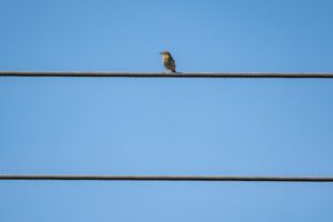Urban Birds Survival in the Concrete Jungle